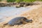 Green seaturtle at the beach