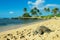 Green seaturtle at the beach of Haleiwa