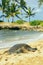 Green seaturtle at the beach of Haleiwa, O`ahu, Hawaii