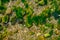 Green seaweed covered rocks and pebbles