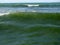 Green Seaweeds Tide Overgrowth