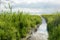 Green sedge on Plesheev lake