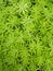 green Sedum lineare ornamental plant backgroundï¿¼