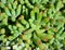 Green Sedum pachyphyllum Rose with red top in sunny day