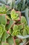 Green sedum plant in the garden