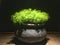 Green sedum rupestre angelina plant in the baked clay pot with lighting reflection