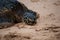 Green see turtle resting on a Hawaiian beach