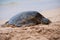 Green see turtle resting on a Hawaiian beach