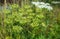 Green seed capsules of Common Hogweed