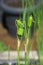 Green Seed capsules of the siberian flag lit by the early summer sun