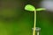 Green seed plant in test tube with green nature background