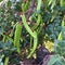 Green seed pods growing on a Carob tree