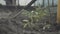 Green seedling in black earth soil with blurred man digging ground at the background. Close-up of vegetable growing in