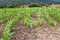 Green seedling corn field