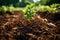 Green seedling growing on fertile soil in agricultural field, selective focus