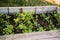 green seedling hothouse salad natural gardening