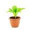 Green seedling lettuce in flower pot isolated on white background with clipping path