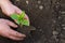 green seedling pepper in hand closeup on a background of the ground.