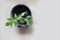 Green seedling of saplings tomato in a black pot on a light background