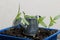 Green seedling sprouts. Growing seedlings in a plastic container. Next to it is a miniature watering can. Close-up