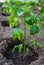 Green seedling of sweet pepper