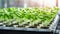 Green seedlings in biodegradable plastic pots, selective focus Generative AI