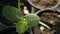 Green seedlings of cucumber. Watering. Close-up