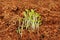 Green Seedlings Growing in Soil