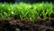 Green seedlings growing in soil. Concept of new life and agriculture Generative AI