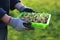 Green seedlings in male hands . cabbage seedling in a hand in the rays of the sun. planting seedlings. Growing seedlings