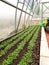 green seedlings of mustard, oats, vetch, sowing green manure in a greenhouse