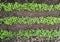 green seedlings of mustard, oats, vetch, sowing green manure in a greenhouse