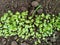 green seedlings of mustard, oats, vetch, sowing green manure in a greenhouse