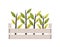 Green seedlings planted in wooden box. Young plants or sprouts growing in garden crate. Spring natural decorative design