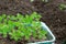 Green seedlings in plastic box close up,new sprouts preparing for planting into ground on spring, seasonal work in