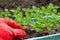 Green seedlings in plastic box close up,new sprouts preparing for planting into ground on spring, seasonal work in