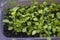 Green seedlings in spring in pots in the house