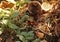 GREEN SEEDLINGS SPROUTING ON COMPOST HEAP