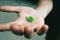 Green senecio leaf in person`s hand macro closeup