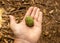 Green Sequoia Pine Cone In Left Hand