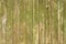 Green shabby wooden panel background closeup. Retro timbered backdrop closeup