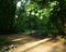 Green shadow park with trees in morning