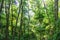 Green shady forest park at sunny summer day. Tall acacia Robinia or locust trees