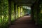 Green shady tunnel with plants in a summer park