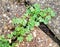 Green shamrock clover growing in crack between brick pavement