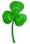 Green shamrock clover leaf with dew drops. Lucky trefoil symbol of St. Patrick`s Day