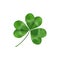 Green Shamrock leaf symbol of luck. Isolated on white illustration. Clover decoration as a symbol of irish cultural. St