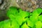 The Green shamrock Plant on a stone wall background