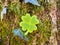 A green shamrock is sitting on a mossy tree branch