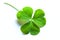 Green Shamrock in White Background